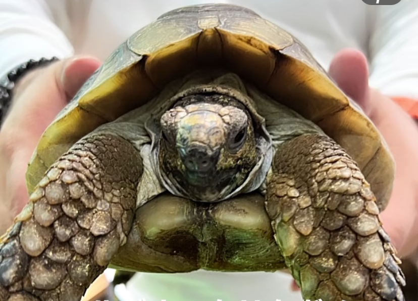 マルギナータリクガメ♂30センチ3.5キロ