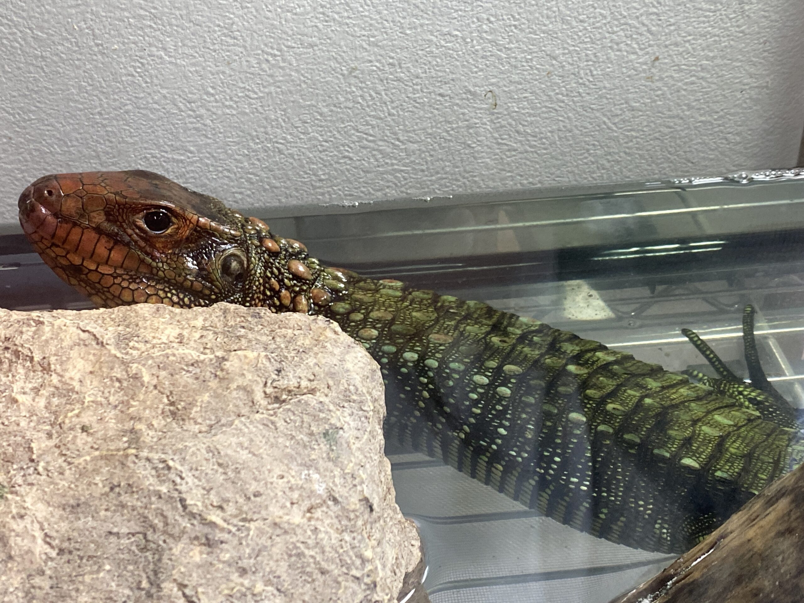 カイマントカゲ♂2021年3月1日生まれ