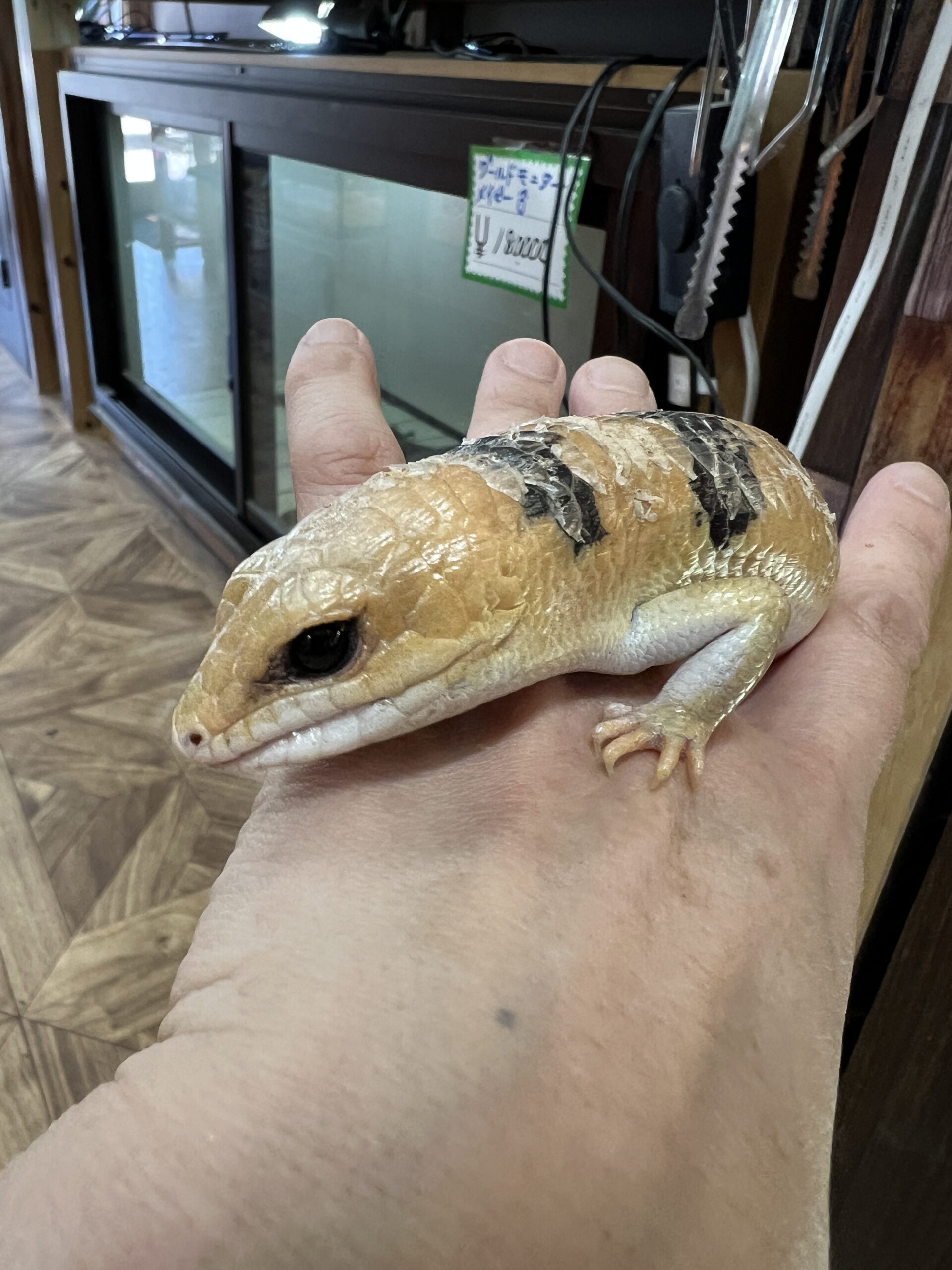 ピーターズバンテッドスキンク