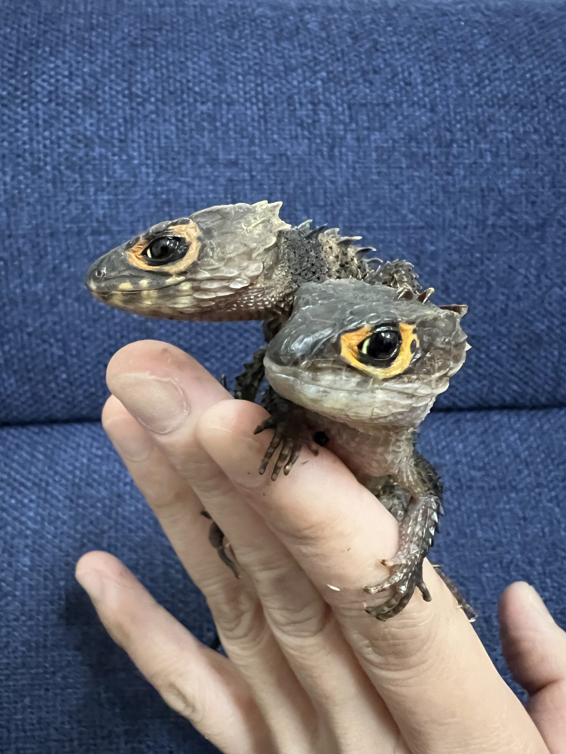 アカメカブトトカゲprインドネシアWC2025年5月輸入