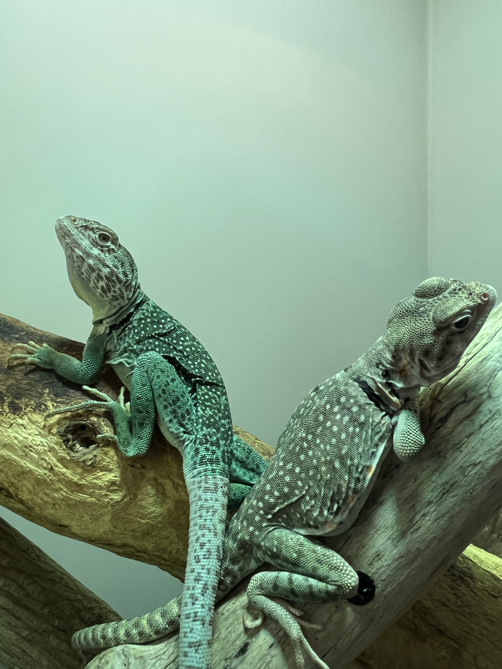 トウブクヒワトカゲ🦎スカイブルーチェコ🇨🇿CB2025年5月輸入