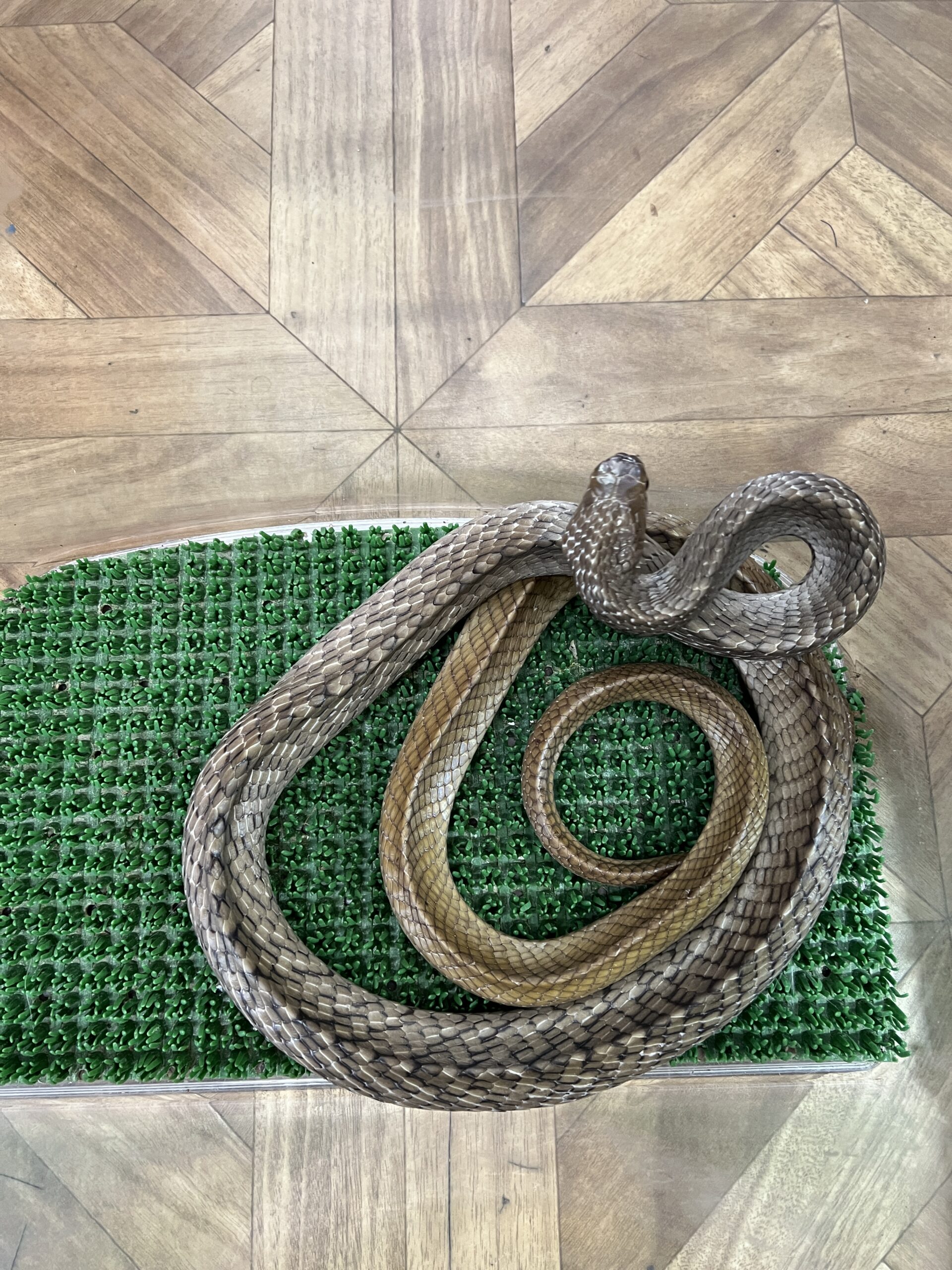 ユニカラークリボー♂