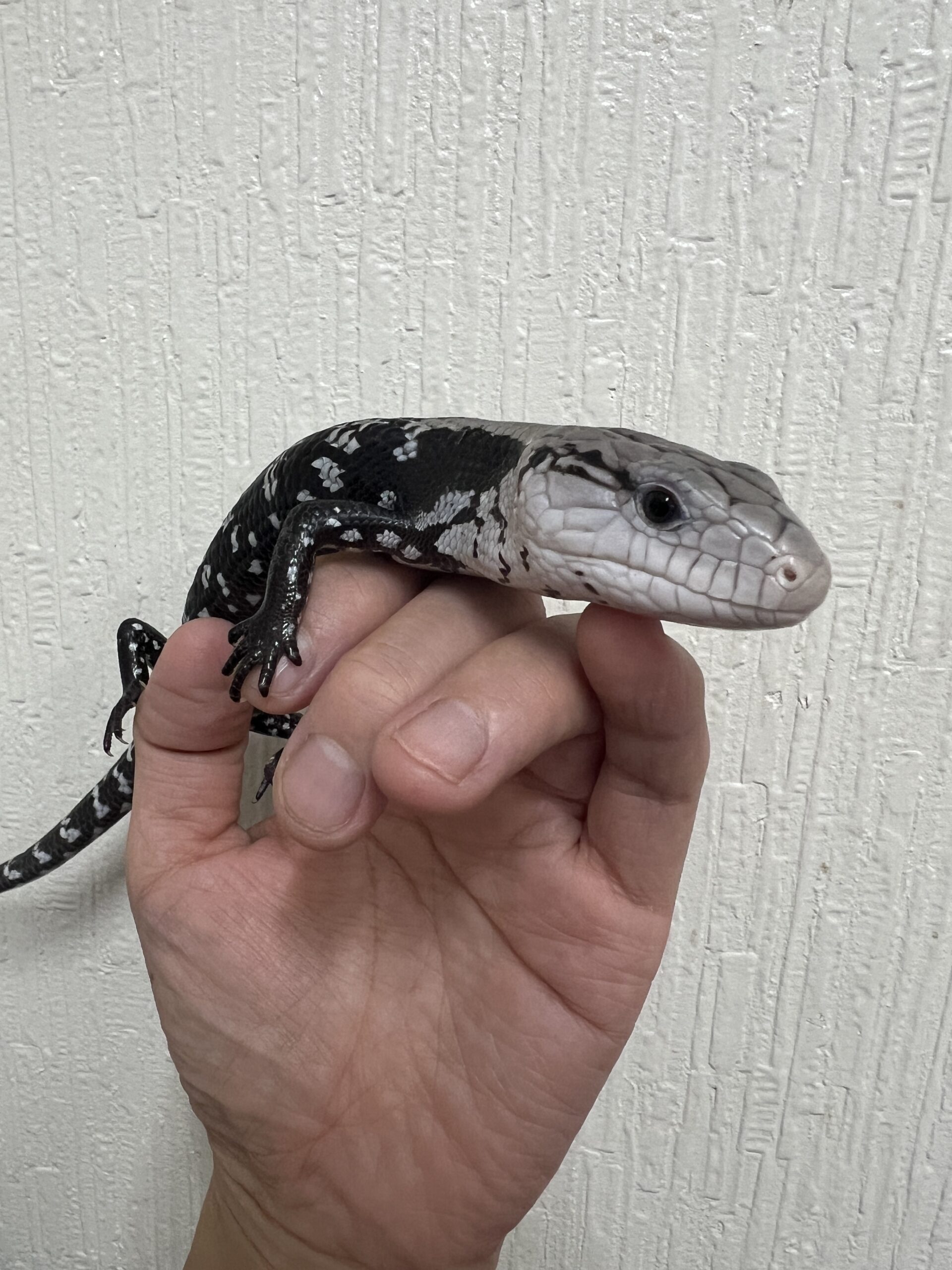 アオジタトカゲアザンティックYG - レプタイルズショップバディ