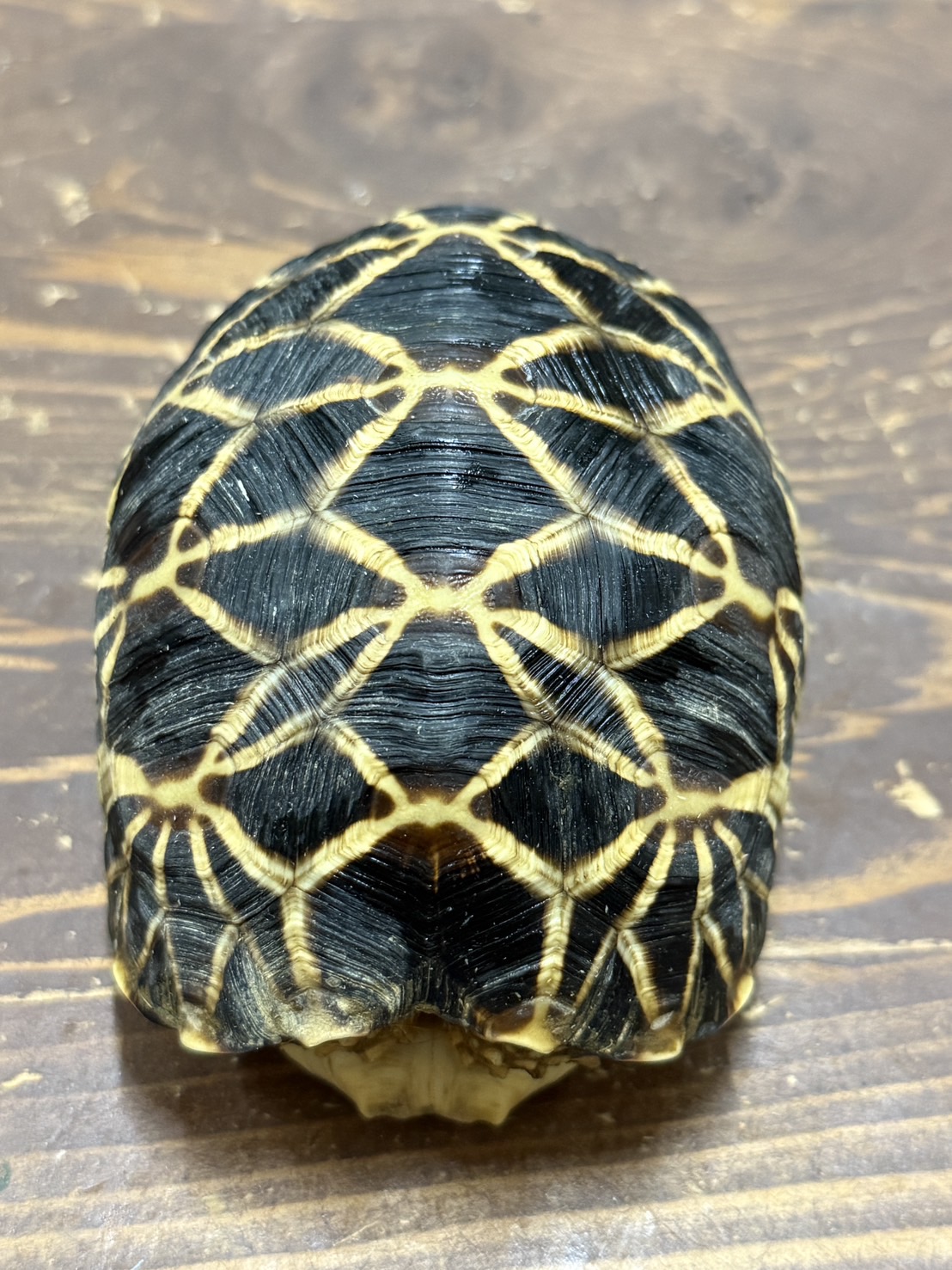 ビルマホシガメYGmaybe♂