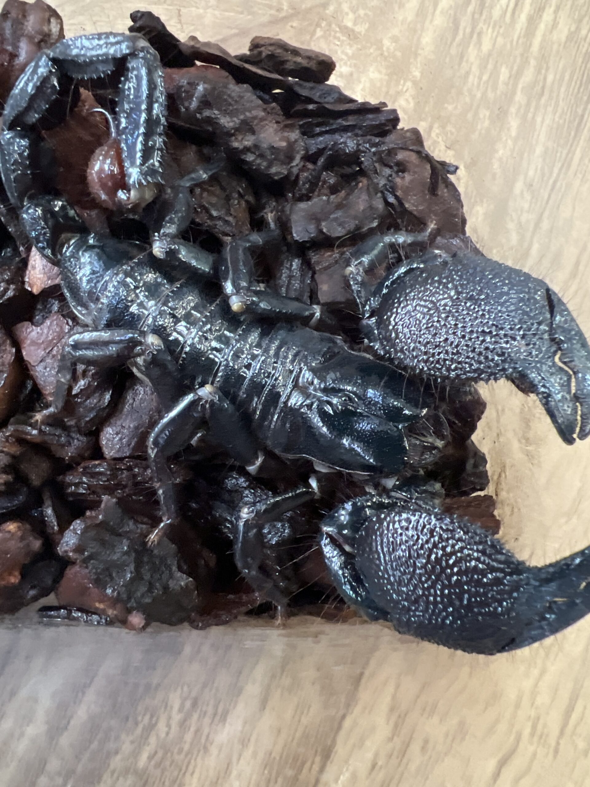 ダイオウサソリ