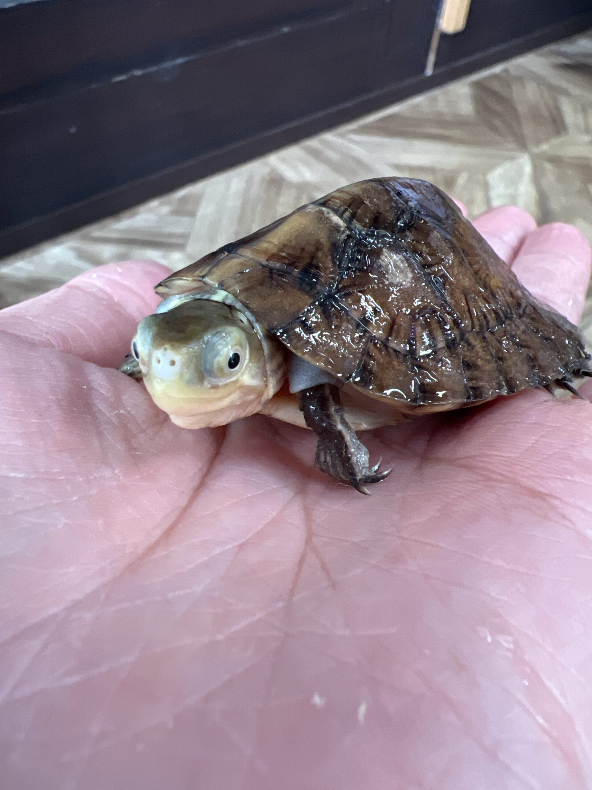 ジャノメイシガメ