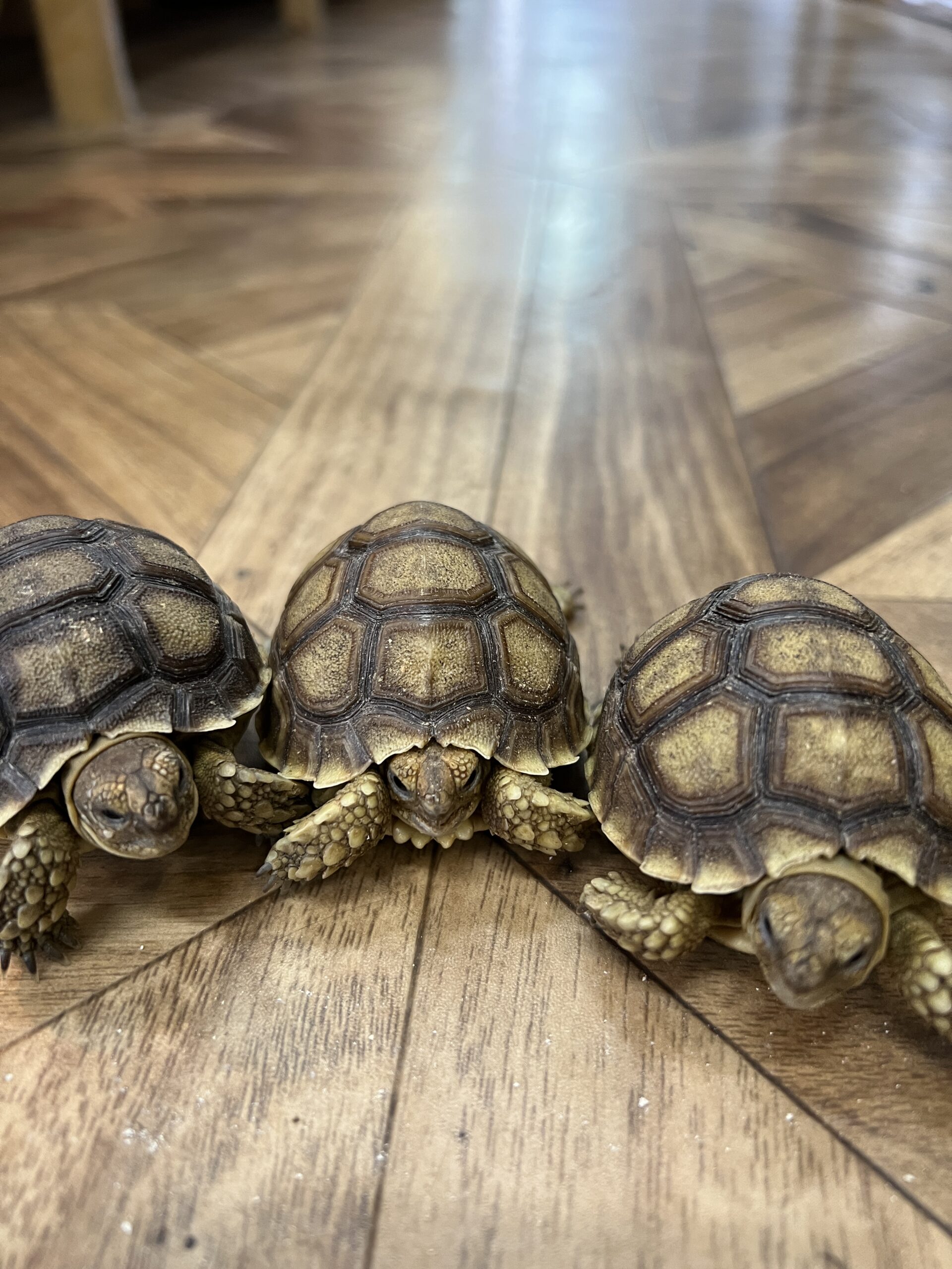 ケヅメリクガメBY