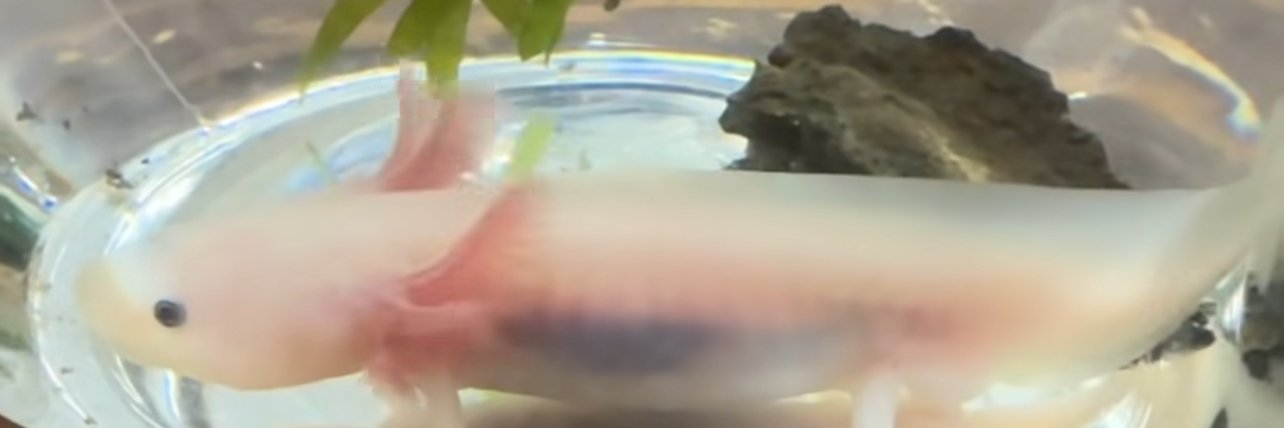 ウーパールーパーBY