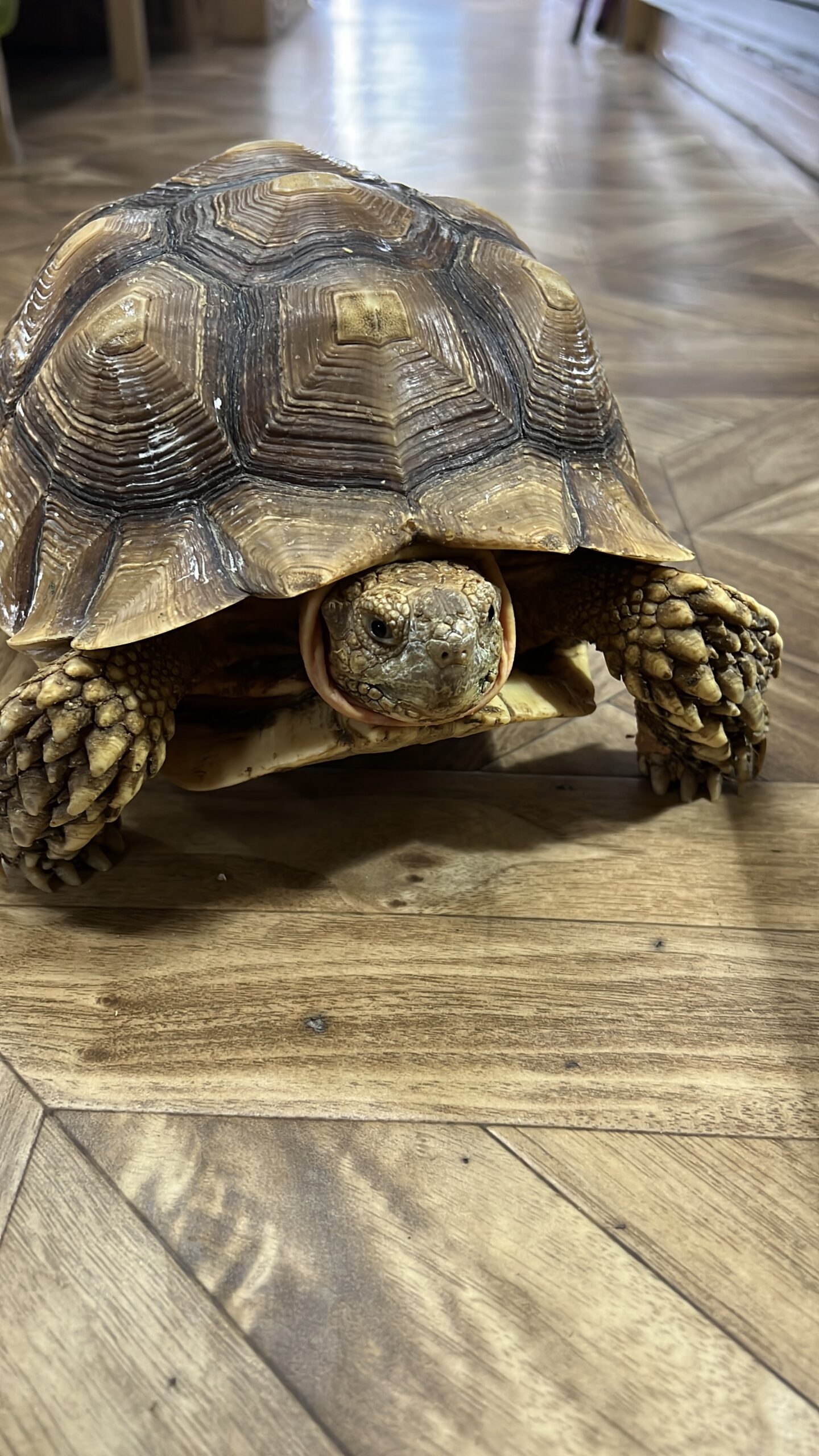 ケヅメリクガメ甲長25センチ♂国内CB