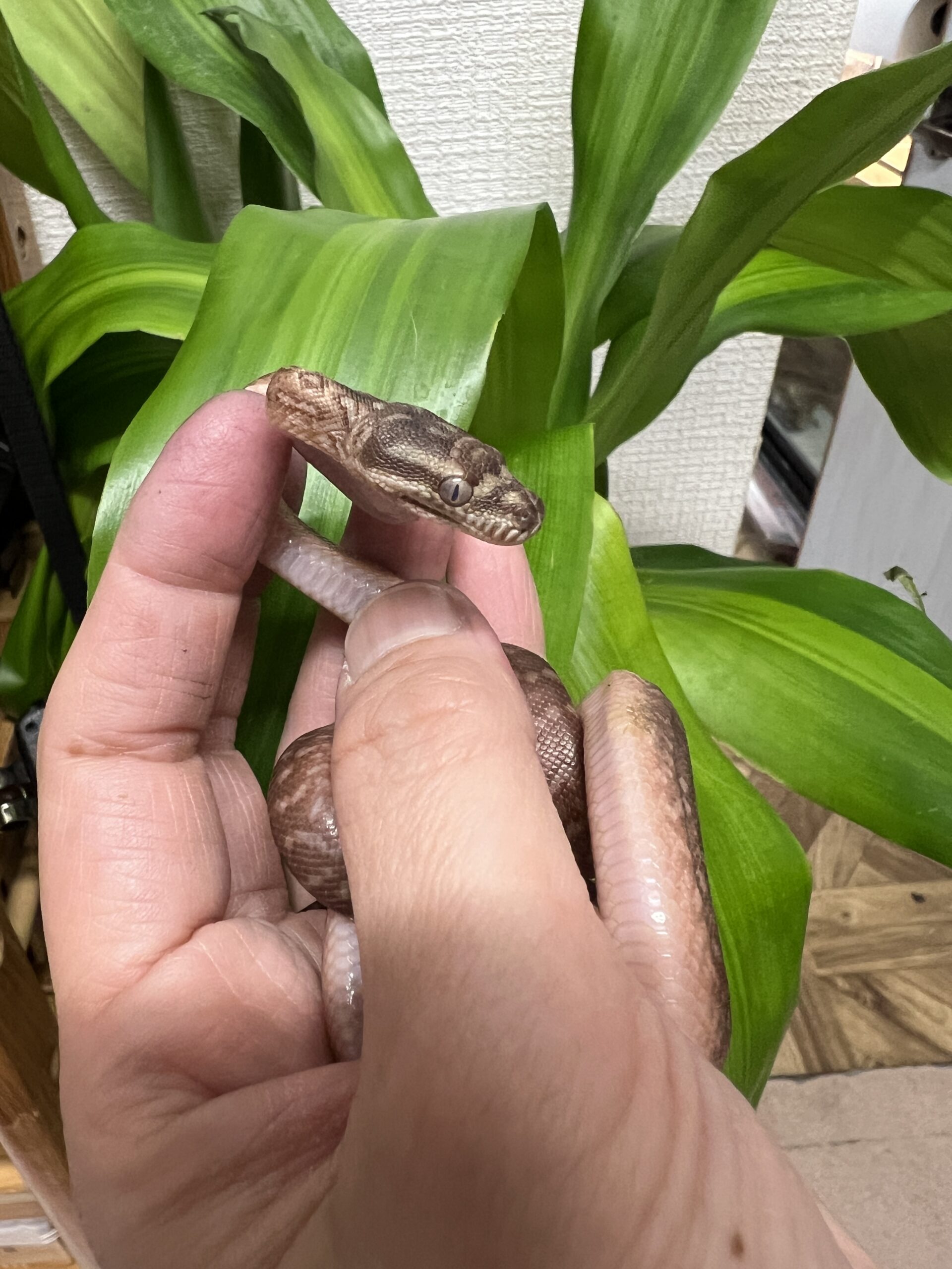 セントラルパイソンハイポストーンウォッシュ♀BY2025年7月生UKパイソンCB