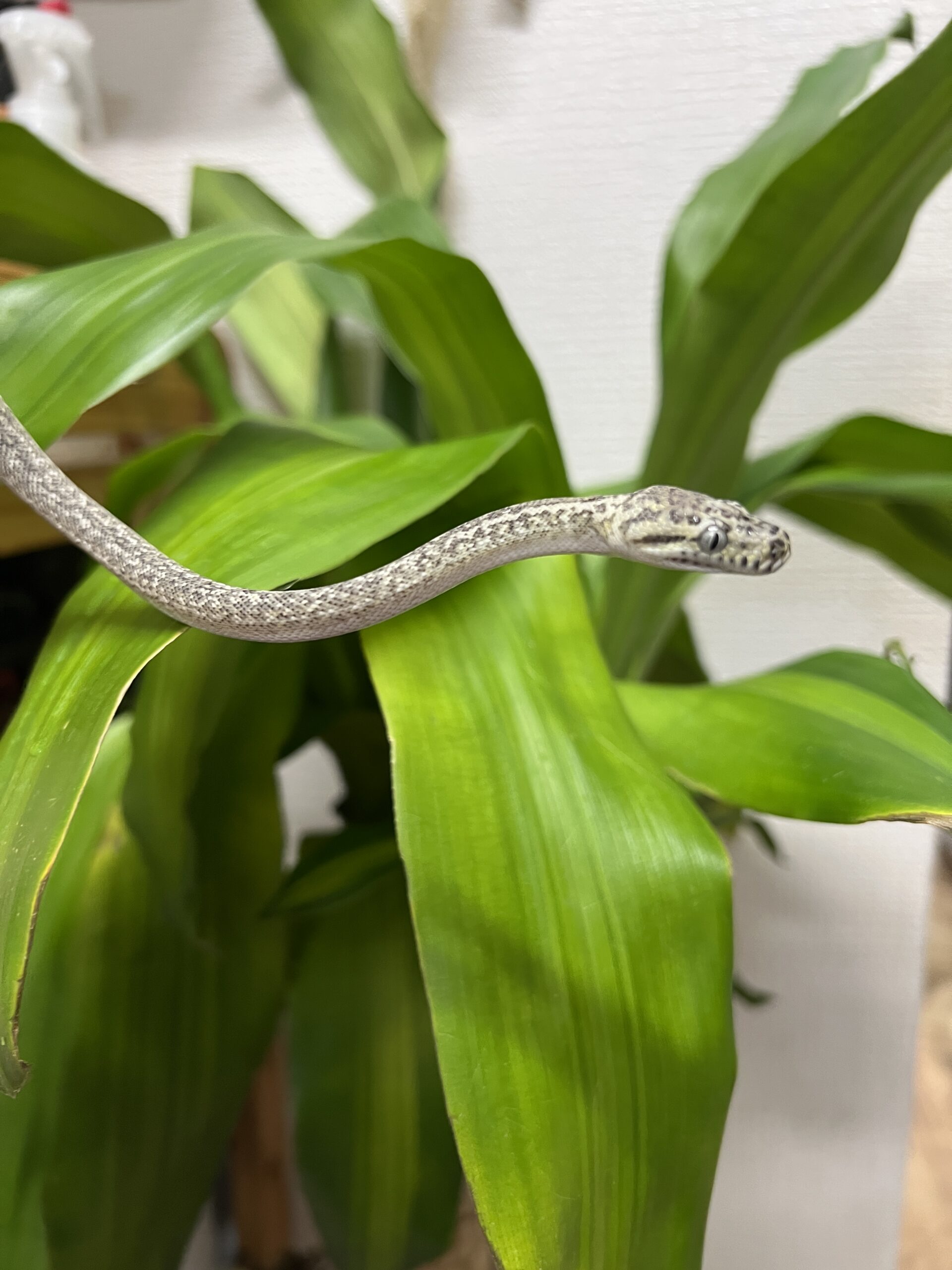 カーペットパイソンゴーストグラナイト（ハイポアザングラナイト）BY♂UKパイソンCB2025年7月生