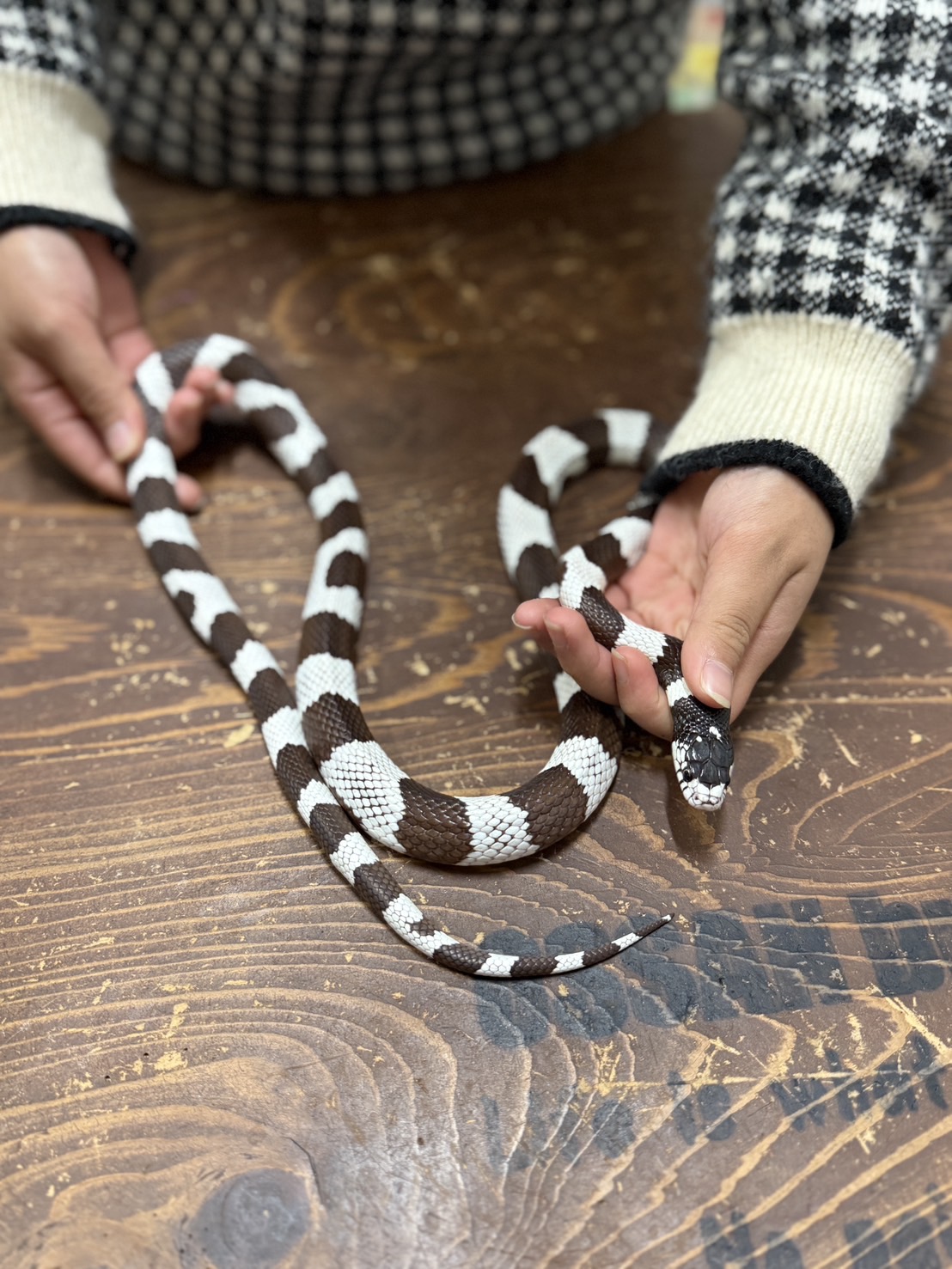 カリフォルニアキングスネークデザートバンデットAD