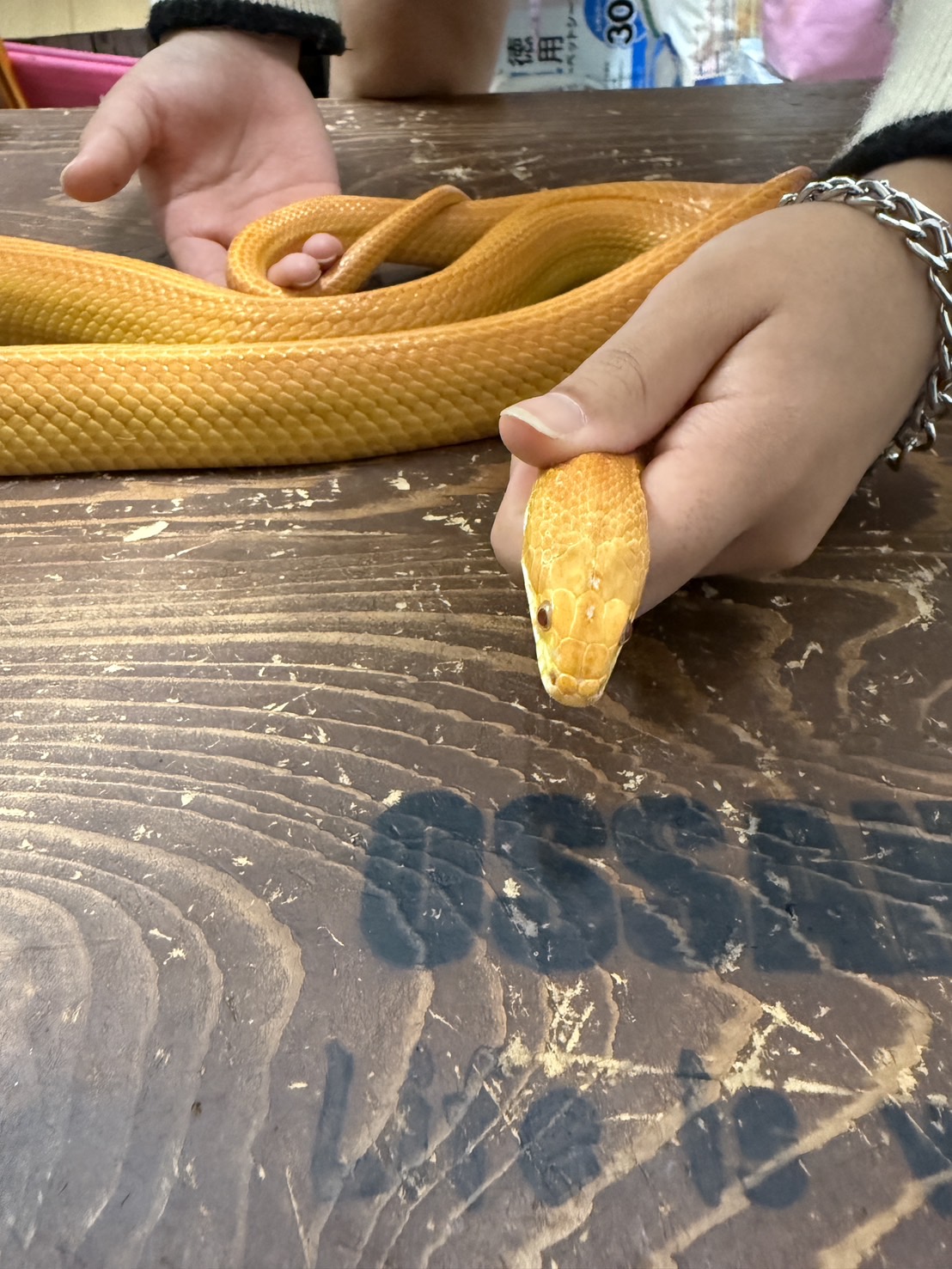 コーンスネークアメラニストライプAD