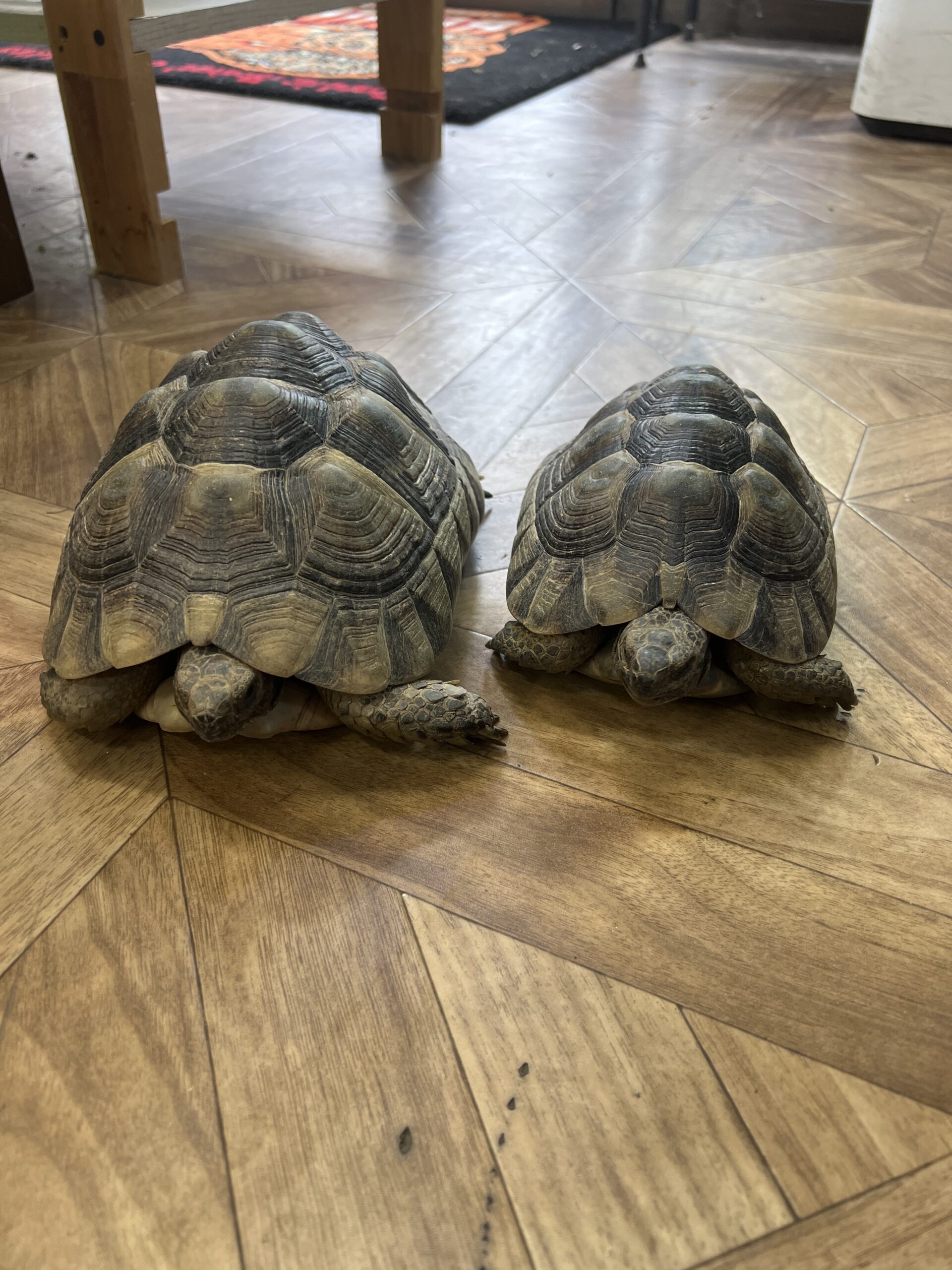 イベラ✖️マルギリクガメAD