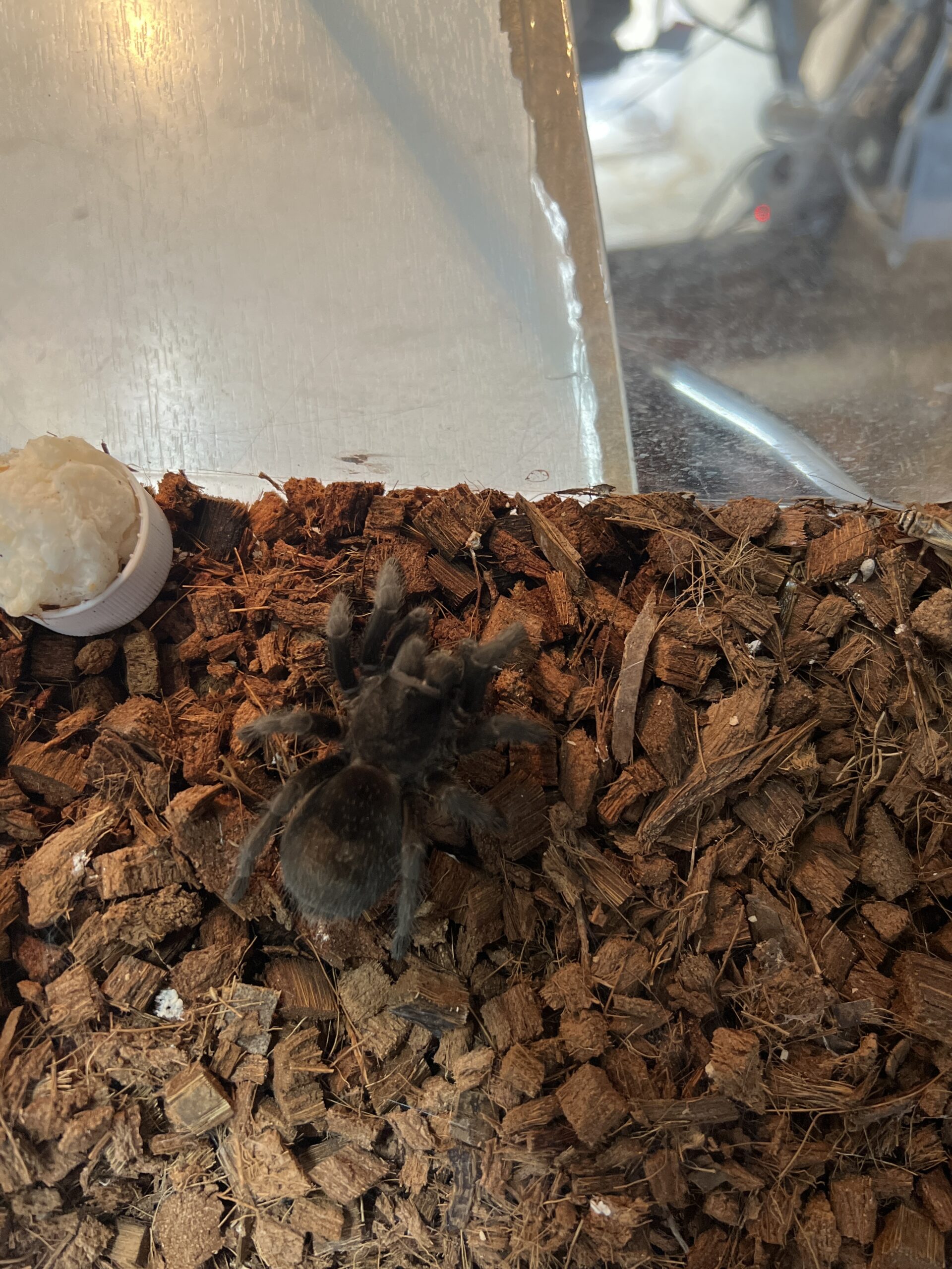 ブラジニアンブラックタランチュラ♀