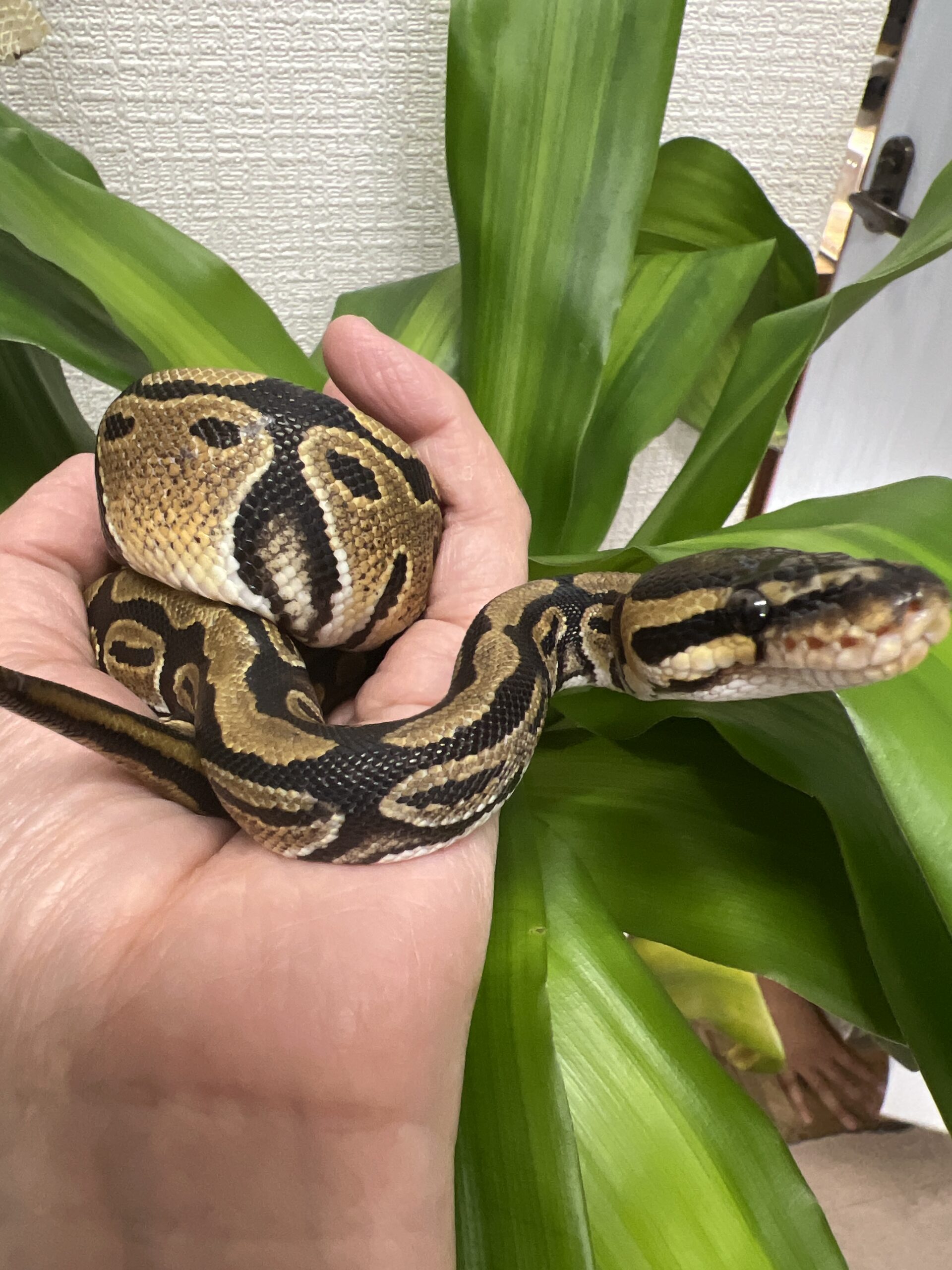 ボールパイソンノーマルFH❷