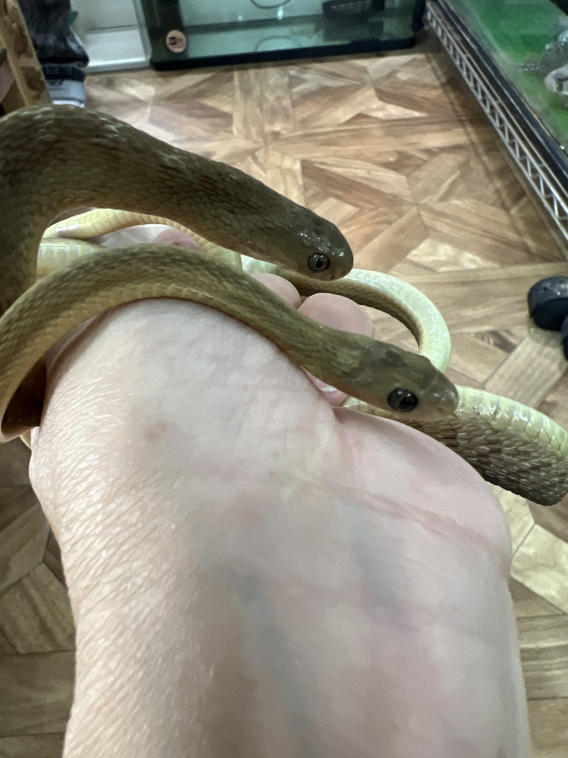 タマゴヘビ残り1匹