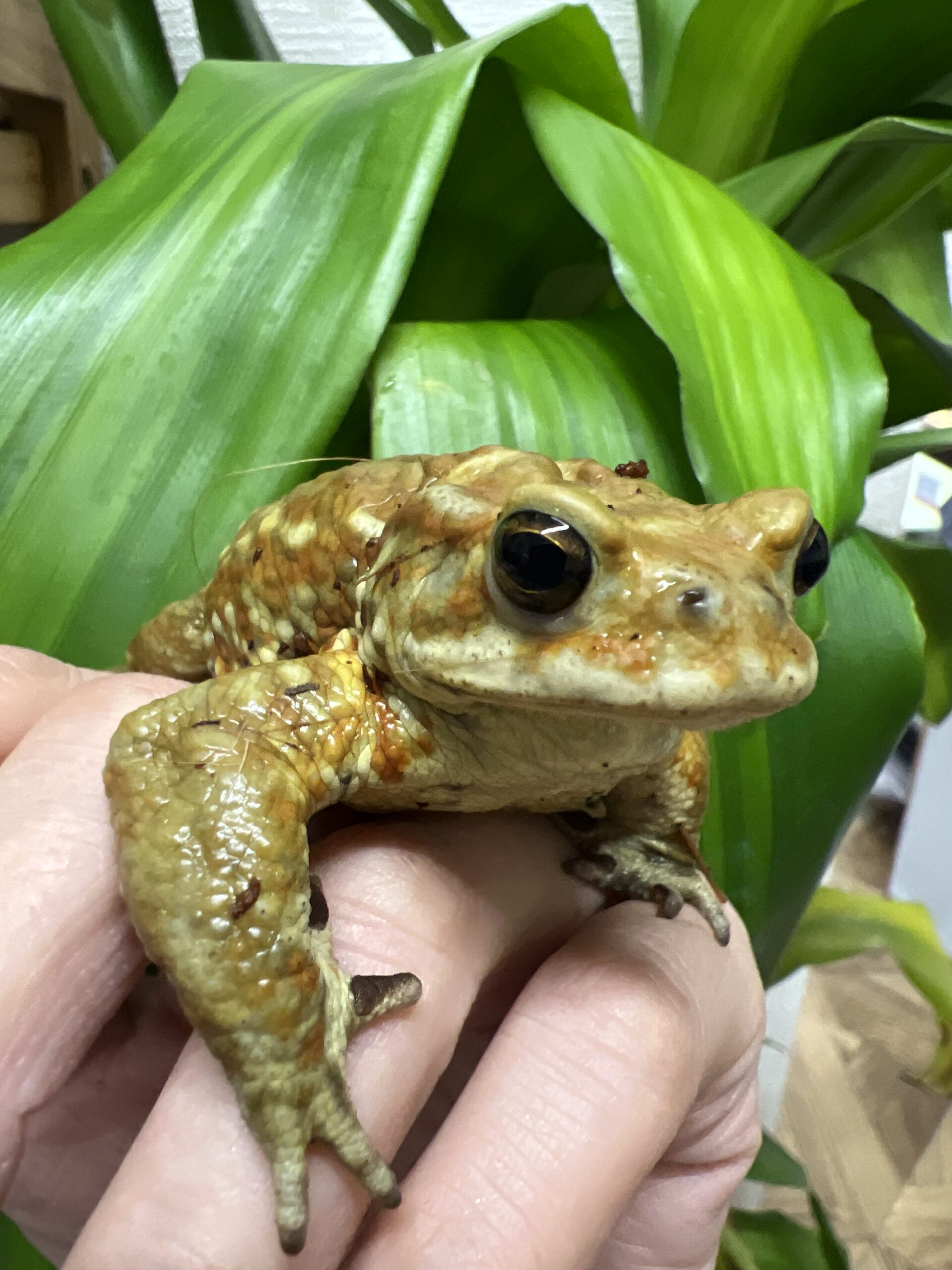 ミヤコヒキガエル南大東島ＷＣ