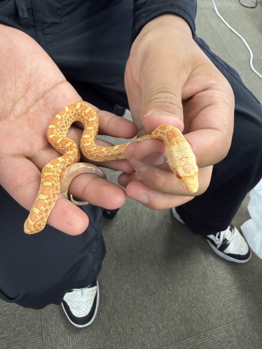 スネイク - レプタイルズショップバディ